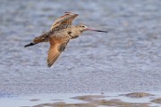 Marbled Godwit  Marbled Godwit : Marbled Godwit
