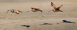 Marbled Godwit  Marbled Godwit : Marbled Godwit