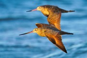 Marbled Godwit  Marbled Godwit : Marbled Godwit