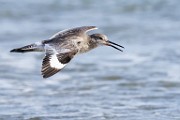 Willet  Willet : Willet