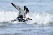 Black-bellied Plover  Black-bellied Plover : Black-bellied Plover