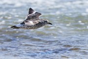 Surfbird  Surfbird : Surfbird