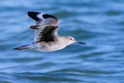 Sea of Cortez 92