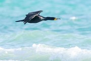 Double-crested Cormorant  Double-crested Cormorant : Double-crested Cormorant