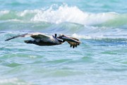 Brown Pelican  Brown Pelican : Brown Pelican