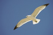 California Gull  California Gull : California Gull