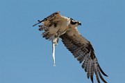 Osprey - Sea of Cortez, Mexico  Sea of Cortez, Mexico