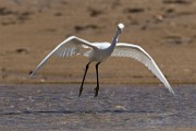 Snowy Egret - Sea of Cortez, Mexico  Sea of Cortez, Mexico