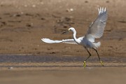 Snowy Egret - Sea of Cortez, Mexico  Sea of Cortez, Mexico