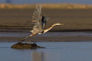 Sea of Cortez  Great Blue Heron : Great Blue Heron