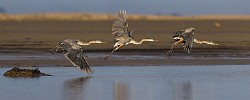 Sea of Cortez  Great Blue Heron : Great Blue Heron