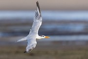 Sea of Cortez  Royal Tern : Royal Tern