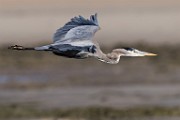 Sea of Cortez  Great Blue Heron : Great Blue Heron