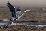 Sea of Cortez  Great Blue Heron : Great Blue Heron