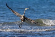 Sea of Cortez  Great Blue Heron : Great Blue Heron