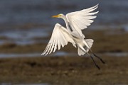 Sea of Cortez  Great Heron : Great Heron