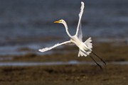Sea of Cortez  Great Heron : Great Heron