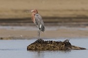 Sea of Cortez  Reddish Egret : Reddish Egret