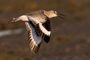 Sea of Cortez  Willet : Willet
