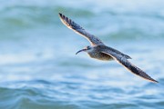 Sea of Cortez  Whimbrel : Whimbrel