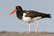 Sea of Cortez  Oystercatcher : Oystercatcher