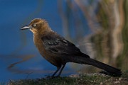 Sigma 150-600mm Test Shots  Great-tailed Grackle - Female