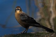 Sigma 150-600mm Test Shots  Great-tailed Grackle - Female