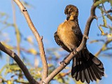 Sigma 150-600mm Test Shots  Great-tailed Grackle - Female