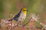 Sigma 150-600mm Test Shots  Verdin