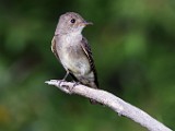 Sigma 150-600mm Test Shots  House Wren