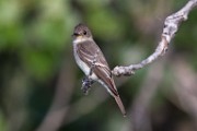 Sigma 150-600mm Test Shots  House Wren