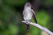 Sigma 150-600mm Test Shots  House Wren