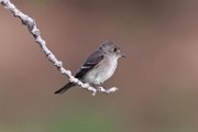 Sigma 150-600mm Test Shots  House Wren