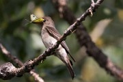 Sigma 150-600mm Test Shots  House Wren