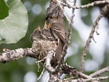 Sigma 150-600mm Test Shots  House Wren