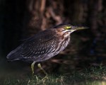 Sigma 150-600mm Test Shots  Green Heron : Green Heron