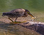 Sigma 150-600mm Test Shots  Green Heron : Green Heron