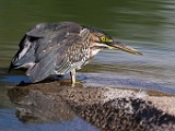Sigma 150-600mm Test Shots  Green Heron : Green Heron