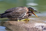 Sigma 150-600mm Test Shots  Green Heron : Green Heron