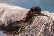 Sigma 150-600mm Test Shots  Green Heron : Green Heron