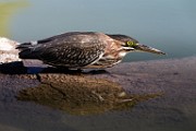 Sigma 150-600mm Test Shots  Green Heron : Green Heron