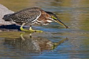 Sigma 150-600mm Test Shots  Green Heron : Green Heron