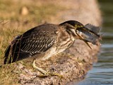 Sigma 150-600mm Test Shots  Green Heron : Green Heron