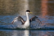 Sigma 150-600mm Test Shots  Western Grebe