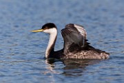 Sigma 150-600mm Test Shots  Western Grebe
