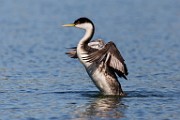 Sigma 150-600mm Test Shots  Western Grebe