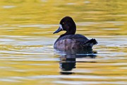 Sigma 150-600mm Test Shots  Lesser Scaup - Female