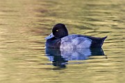 Sigma 150-600mm Test Shots  Lesser Scaup - Male