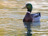Sigma 150-600mm Test Shots  Mallard