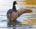 Sigma 150-600mm Test Shots  Mallard